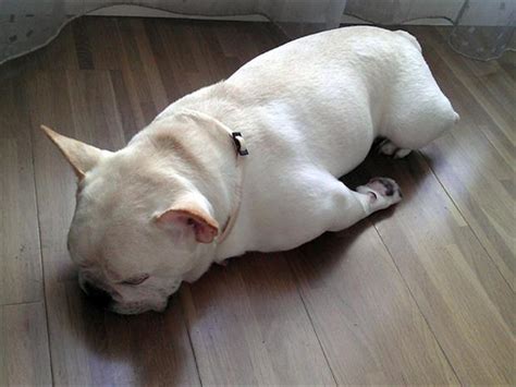 Funny Dogs Sleeping Anywhere 28 Dump A Day