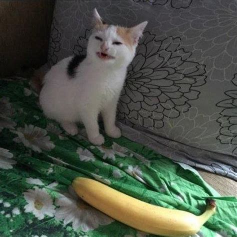 Banana Cat Youtube