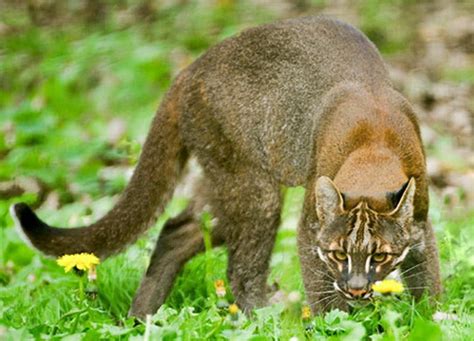 It has been listed as near threatened on the iucn red list since 2008, and is threatened by hunting pressure and habitat loss. Asian Golden Cat (Catopuma temminckii tristis) This is ...