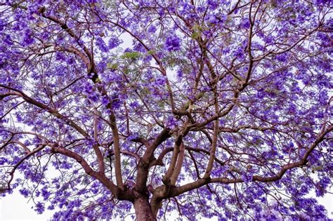 Jacaranda Jacaranda Mimosifolia Plantas Y Jardines