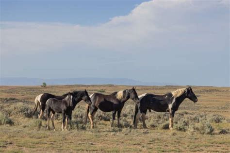 The 5 Best Places To See Wild Horses In America Girls Who Travel