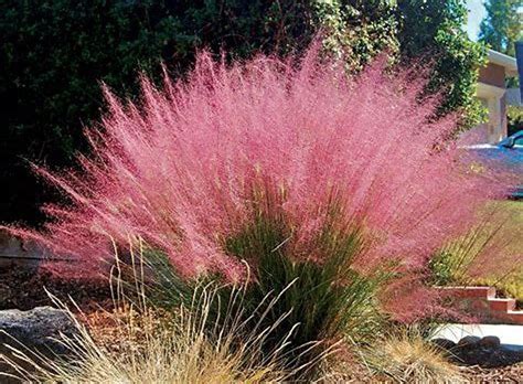 Pink Muhly Grass 1gallon 1ft Tall Flowers SWIPE Right Low Etsy