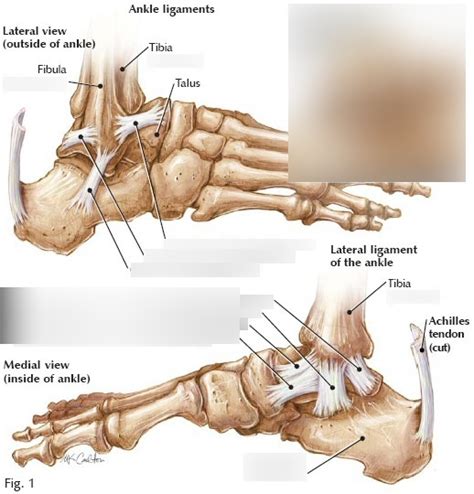 Ankle Ligaments Diagram Quizlet