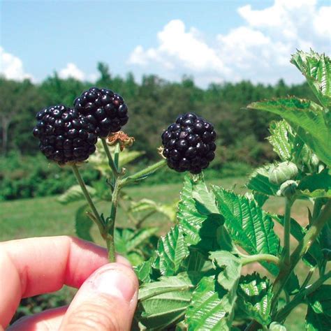 Prime Ark® Freedom Blackberry Plants Blackberry Plants Berry Plants