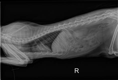 Its causes, survival rates, symptoms , and more. Cat X-ray Pictures | Ragdoll Cat X-ray Photos | Cat X-rays