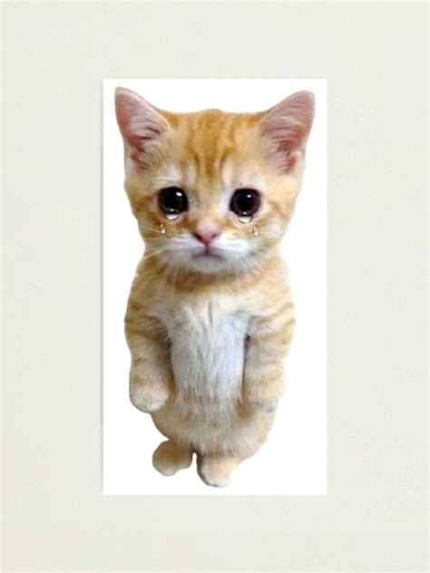 Hq Sad Crying Cat Standing Up Meme Photographic Print For Sale By Fomodesigns Redbubble