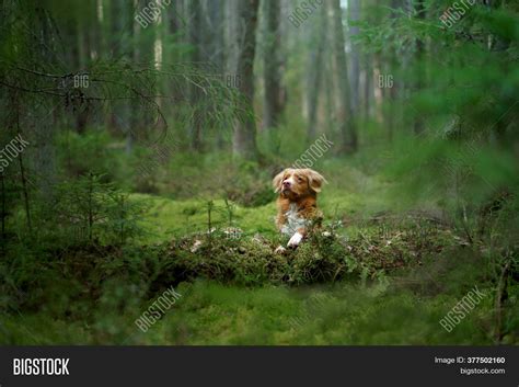 Dog Forest On Log Image And Photo Free Trial Bigstock