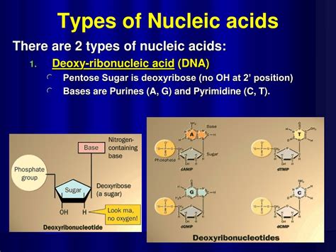 Ppt Structure And Function Of Dna Powerpoint Presentation Free