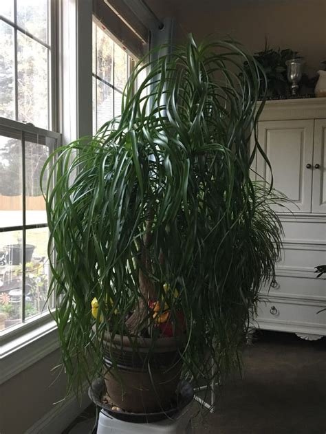 You Guys Seemed To Enjoy My Moms Giant Spider Plant Heres A Picture