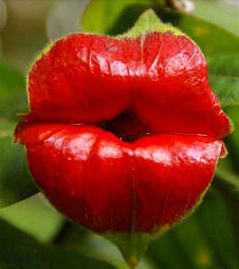 Lips Like Sugar Kiss Kisses Unusual Flowers Unusual Plants