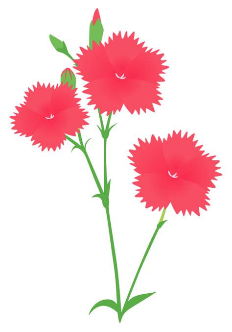 ナデシコ（撫子）の花～無料のフリーイラスト素材集
