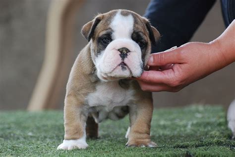 Find french bulldogs for sale on oodle classifieds. English Bulldog puppies for sale | London, West London ...