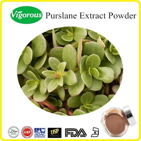 Water Soluble Purslane Extract Portulaca Oleracea Powder Bulk Buy
