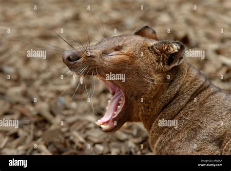 Fossa Captive Hi Res Stock Photography And Images Alamy