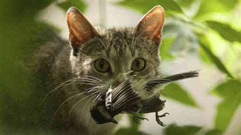 Killer Kitties Cats Kill Billions Of Creatures Every Year Npr