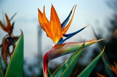 Birds Of Paradise Desktop Wallpaper