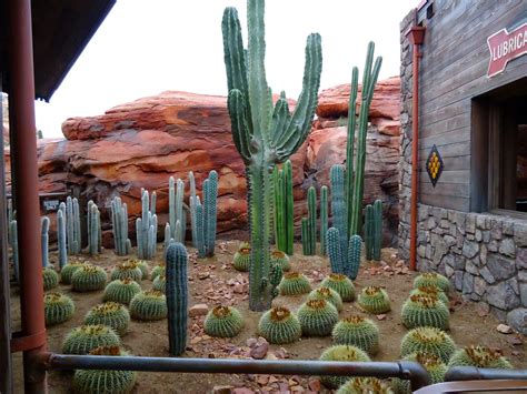 The spines of these cactuses are designed to catch hold of anything that comes in range, including you. Disneyland Diva: Radiator Springs Racers