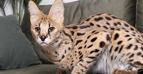 The 15 Most Expensive Cat Breeds Imp World
