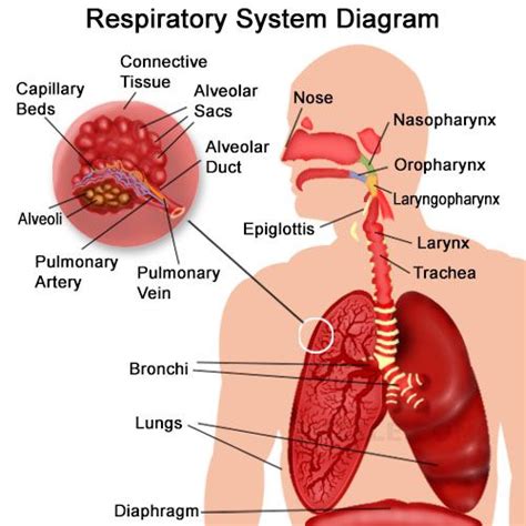 Image result for the organs of the respiratory system