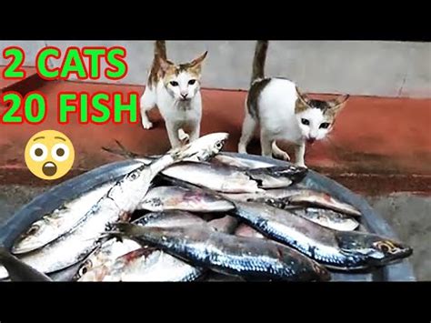 Noticing signs of illness and intervening right away could mean the difference between life and death for your kitty. 2 cats eating nearly 20 raw fishes (Not even a single ...
