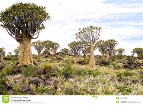 Quiver Trees In Namibia Royalty Free Stock Photography Image 23544127