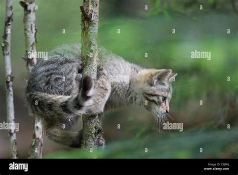 European Wildcat Felis Silvestris Silvestris With Young Np