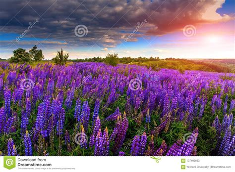 Fantastic Sunset Over The Meadow With Flowers Lupine And Colorful Sky