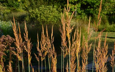 Indian Grass Blooms Arrive The Obsessive Neurotic Gardener