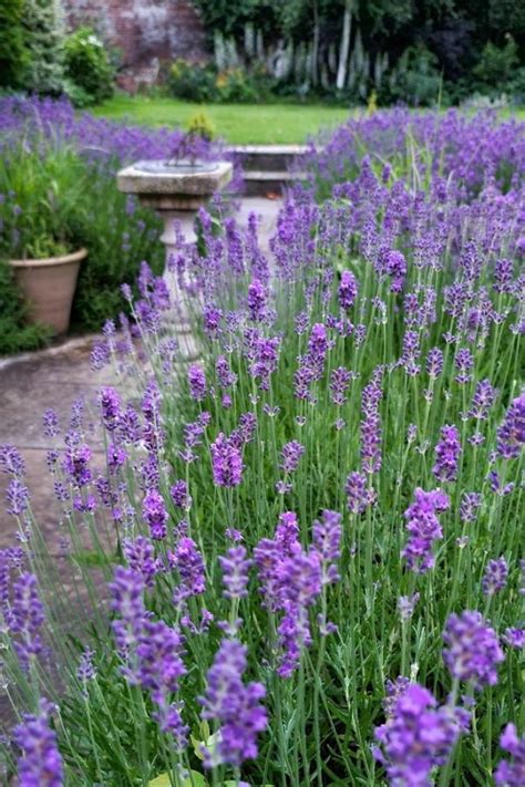 The Absolutely Best Way To Prune English Lavender Beautifully The