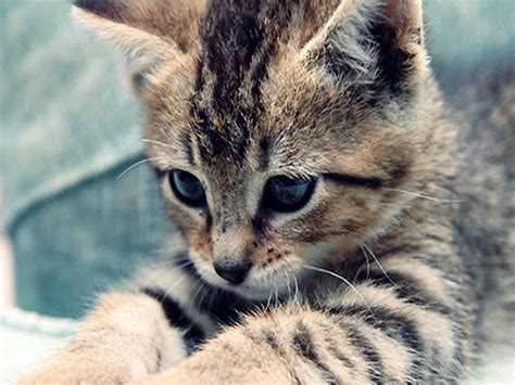 Kitten Cats Wallpaper Fanpop