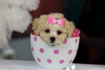 She is an active member of stray dog care society. love the teacup pups. | hairstyles | Cute dogs, puppies, Tea cup poodle, Teacup puppies