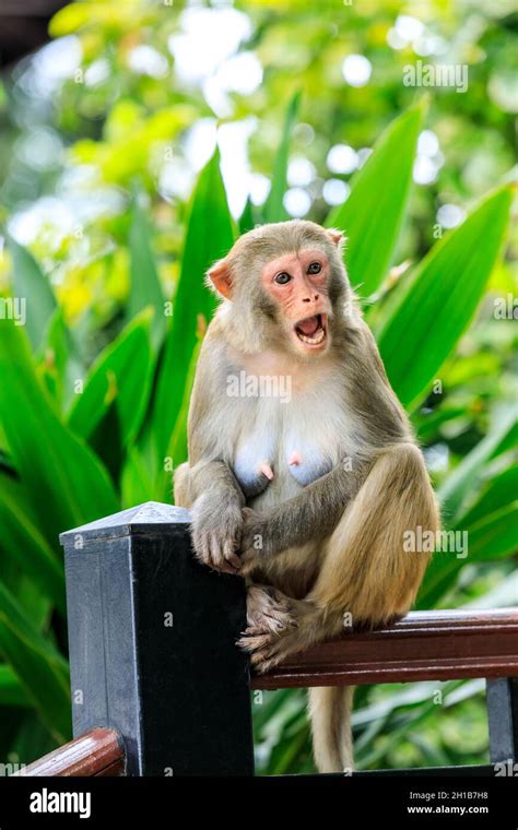 Closeup Monkey Hi Res Stock Photography And Images Alamy