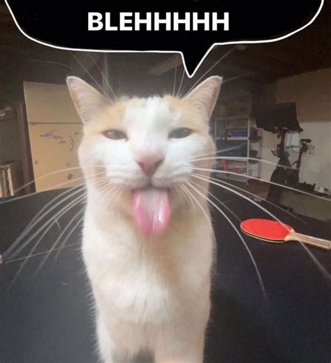 Blehhhhh P Cat Know Your Meme