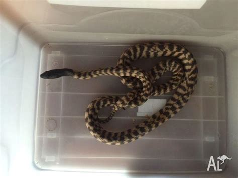 Stimson Python Bhp Woma For Sale In Cooloongup Western Australia