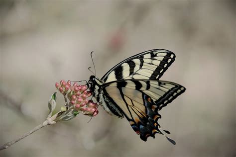 Eastern Tiger Swallowtail Papilio Glaucus Photograph By Lucy Banks