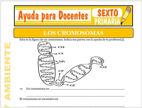 Los Cromosomas Para Sexto De Primaria Ayuda Para Docentes