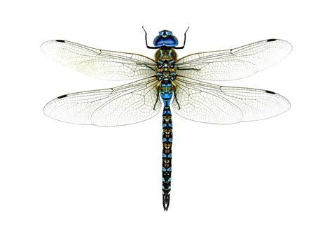 Dragonfly Png Transparent Images Pictures Photos Png Arts