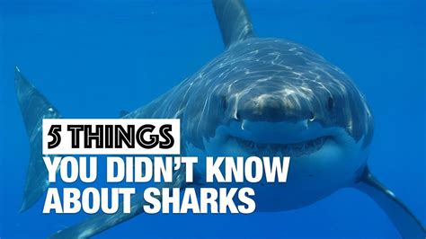 Five Surprising Shark Facts Youtube