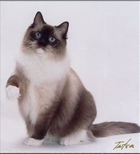 The breed is carefully bred to produce large affectionate animals in three patterns, two with white (mitted and bicolor) and one with no white (colorpoint). Ragdoll Cats & Kittens: Seal Mitted Ragdoll Cat