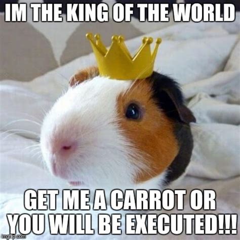 Funny Pictures Of Guinea Pigs ~ Pict Art