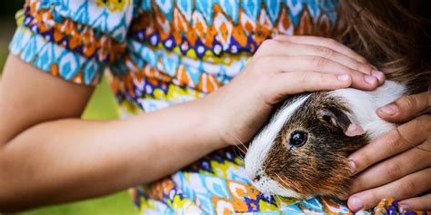 5 Common Health Problems All Guinea Pig Owners Should Know