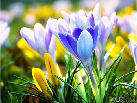 Flowers For Spring Wallpapers Wallpaper Cave