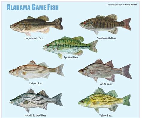 Bass Fish Poster Freshwater Identification Chart Ph
