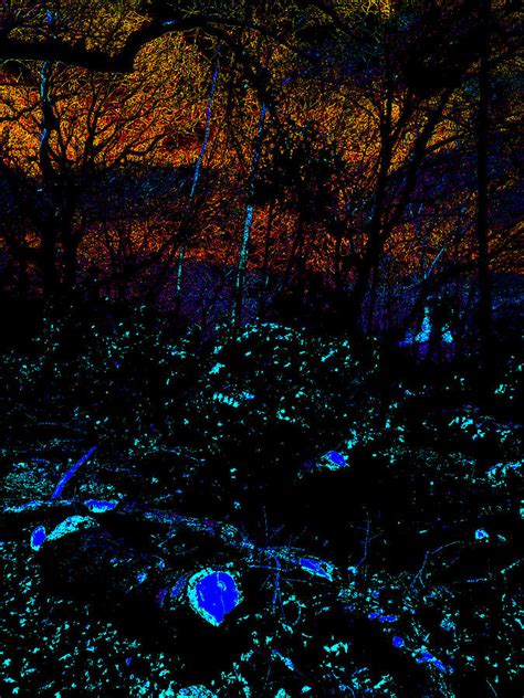 Psychedelic Forest Trees In Highgate Wood 7 Photograph By Edgeworth