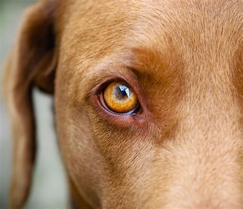 What Color Should Dogs Eyes Be
