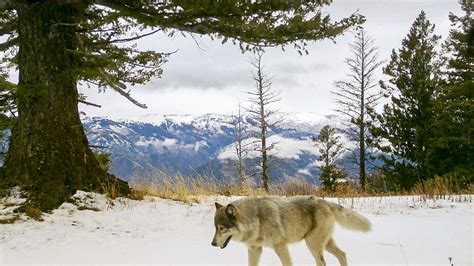 Feds Lift Protections For Gray Wolves Under The Endangered Species Act