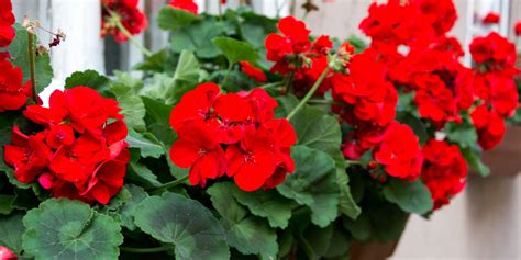 How To Grow Geraniums In Containers
