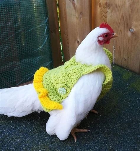 37 Chickens Ready For Fall With Their Little Knitted Outfits Fall Collections Crochet Chicken
