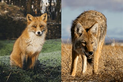 Battle Of The Canines Fox Vs Coyote Similarities And Differences