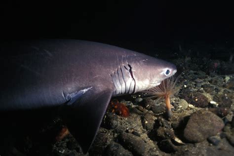 Sixgill Cow Shark Species Discovered In Florida